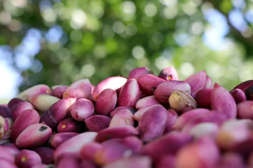 تصویر 5 از پسته اکبری صادراتی درجه یک درشت، کشیده